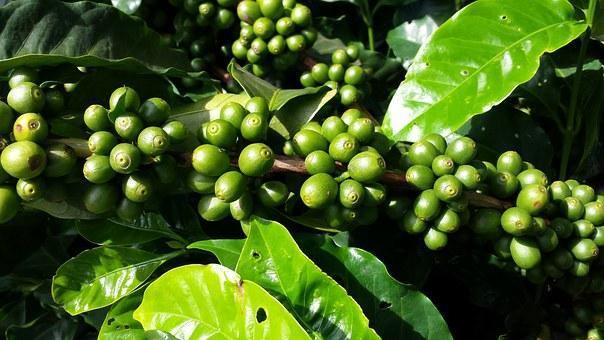 Distribution of arabica and conilon coffee varieties throughout the