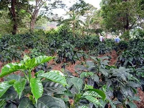 Transforming Coffee Farming through regenerative agriculture
